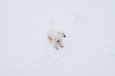 White dog on snow