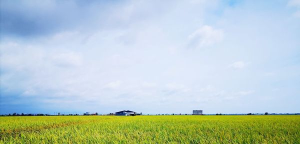 Scenic view of agricultural field against sky