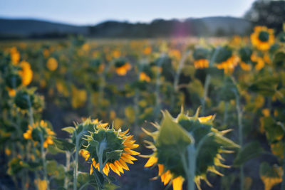 Close-up of yellow flowering plant on field