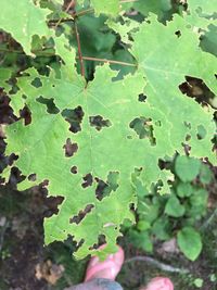 Close-up of fresh green leaf