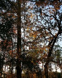 Low angle view of trees against sky