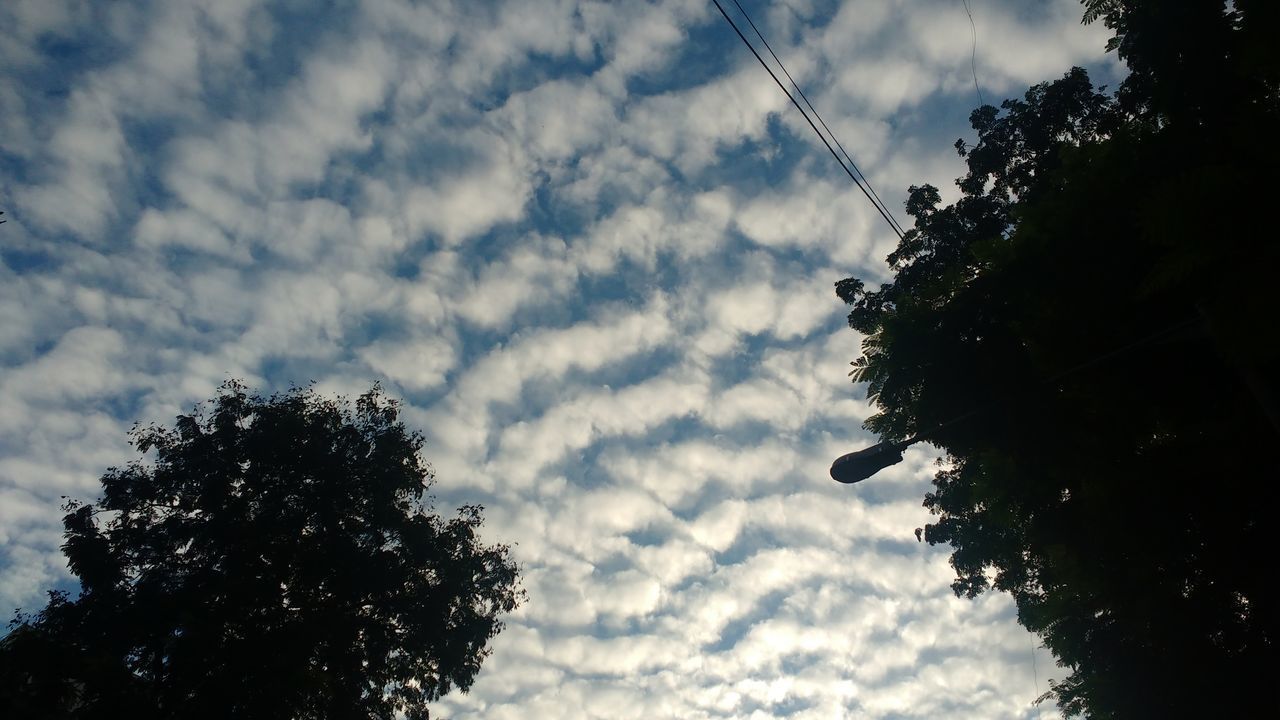 SILHOUETTE OF TREE AGAINST CLOUDY SKY