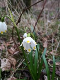 Close-up of white crocus flowers on field