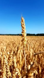 Wheat growing on field