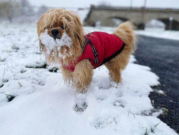 Dogs on snow covered field