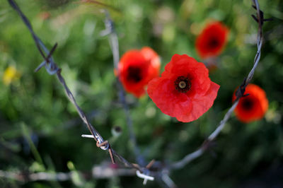 Close-up of red flowering plant