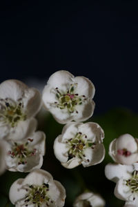 Close-up of white flowers on table against black background