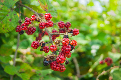 Close-up of red berries growing on tree