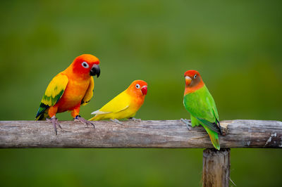 View of parrot perching on wood