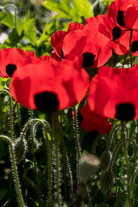 Close-up of red flowers