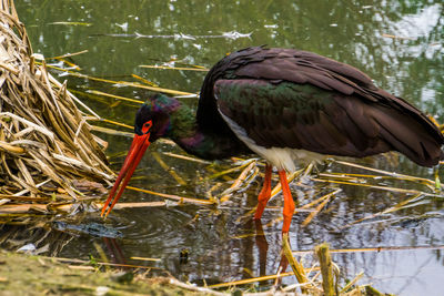 Close-up of bird perching on a lake