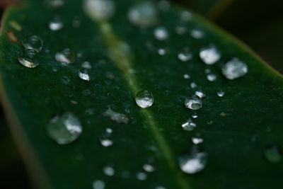 Close-up of raindrops on leaf