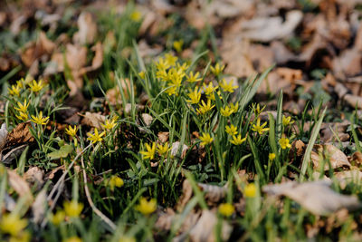 Close-up of flowering plants on field