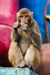 Portrait of monkey sitting outdoors