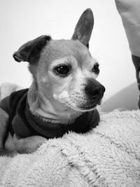 Close-up of a dog looking away