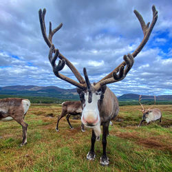 Cairngorm reindeer herd, scotland 