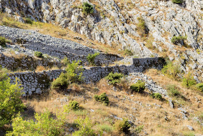 Plants growing on land