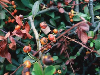 Close-up of plant