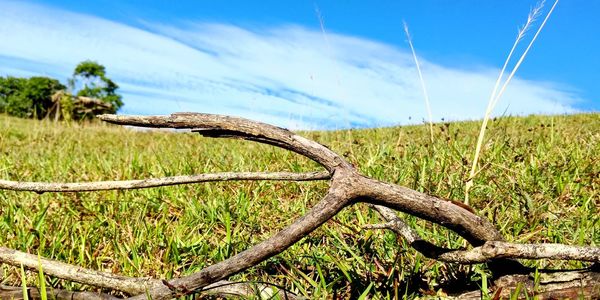 Driftwood on field against sky