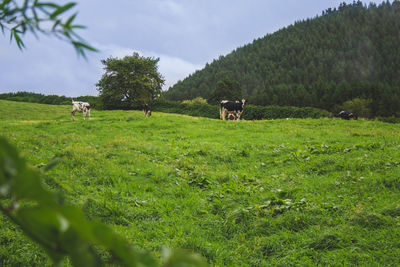 Cows in a field