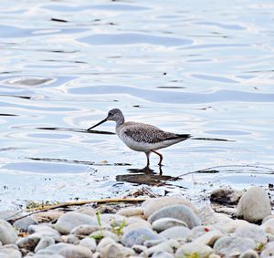 Spotted bird walking in the water