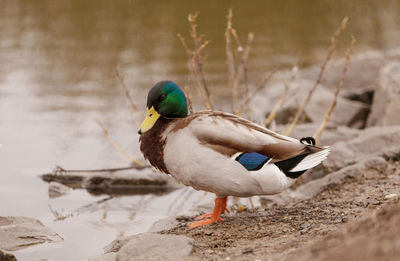 Side view of male mallard duck on lakeshore