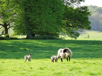 Sheep family on grassy land