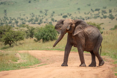 African elephant stands on track lifting head