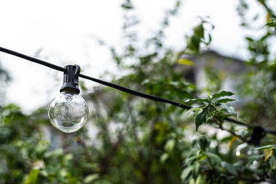 Low angle view of light bulb against trees