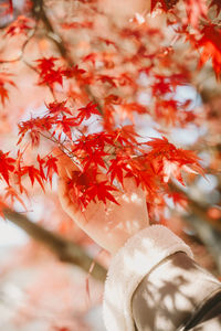 Close-up of red flower