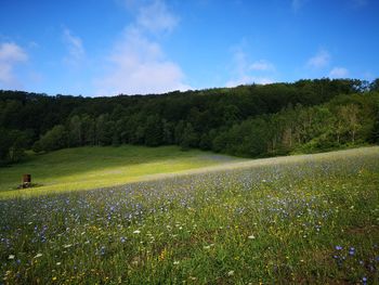 Scenic view of grassy field against sky