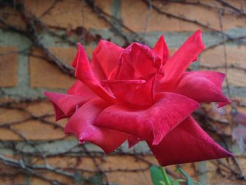 Close-up of red flower