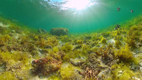 undersea