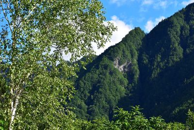 Scenic view of forest against sky