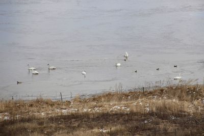 Birds in water