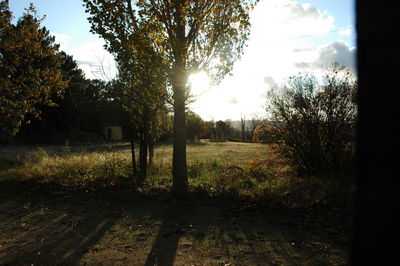 Trees on field against sky