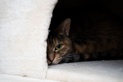 Close-up portrait of a cat