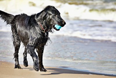 Dog on beach