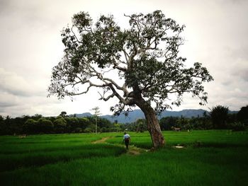 Tree on field against sky