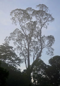 Low angle view of trees against sky