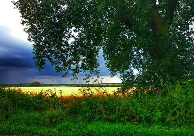 Scenic view of grassy field against sky