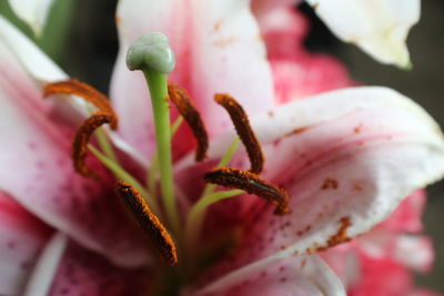 Close-up of pink flower