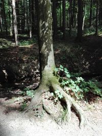 Trees growing in forest