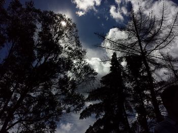 Low angle view of silhouette trees against sky