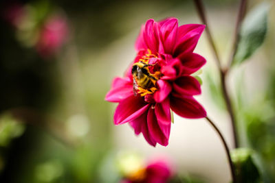 Close-up of bee on flower