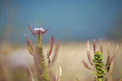 Close-up of flowering plant