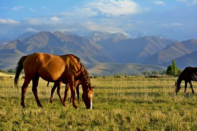 Horses grazing on grassy field