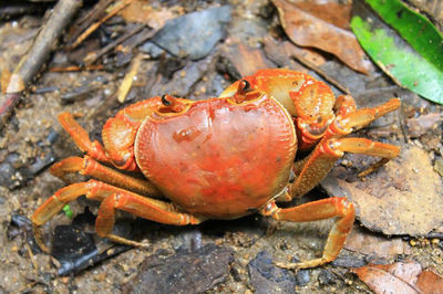 High angle view of crab on rock