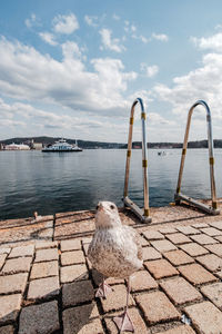 Seagull perching on a sea shore against sky