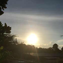 Trees against sky during sunset